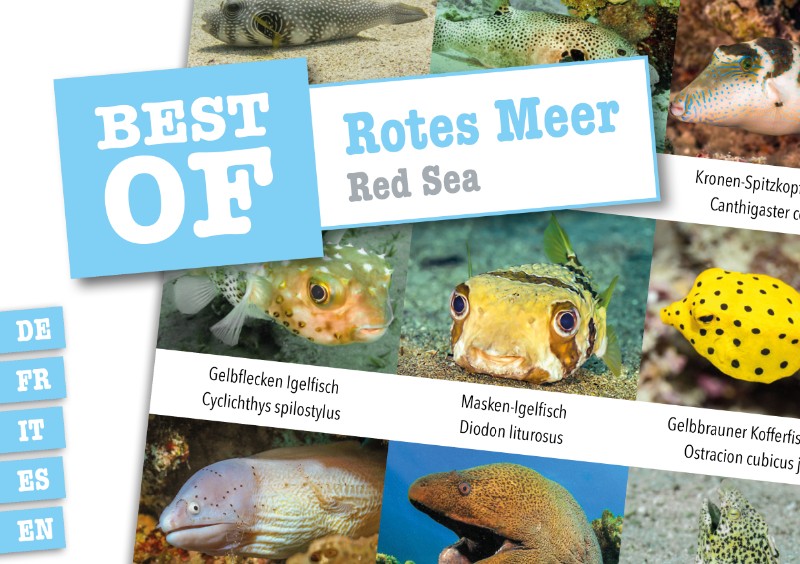 Dive Sticker Rotes Meer